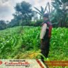 Bhabinkamtibmas Polsek Sukorejo Dampingi Petani Pantau Pertumbuhan Jagung di Pasuruan