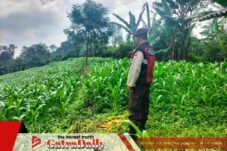 Bhabinkamtibmas Polsek Sukorejo Dampingi Petani Pantau Pertumbuhan Jagung di Pasuruan