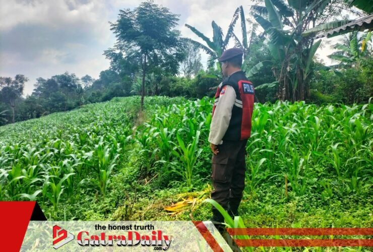 Bhabinkamtibmas Polsek Sukorejo Dampingi Petani Pantau Pertumbuhan Jagung di Pasuruan