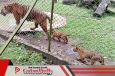Taman Safari Indonesia Prigen Syukuran Kelahiran 4 Bayi Harimau Sumatra, Jadi Capaian Langka Konservasi
