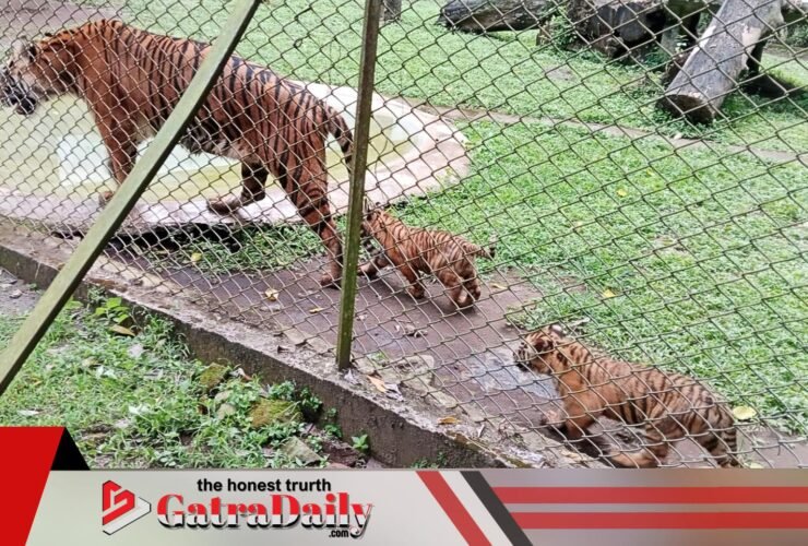 Taman Safari Indonesia Prigen Syukuran Kelahiran 4 Bayi Harimau Sumatra, Jadi Capaian Langka Konservasi